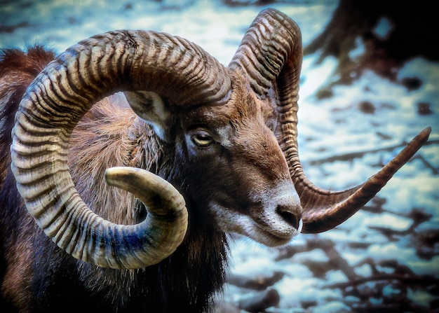 Photo a ram with horns that is looking at the camera