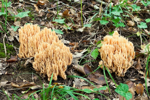 Photo ramaria stricta mushrooms in autumn litter