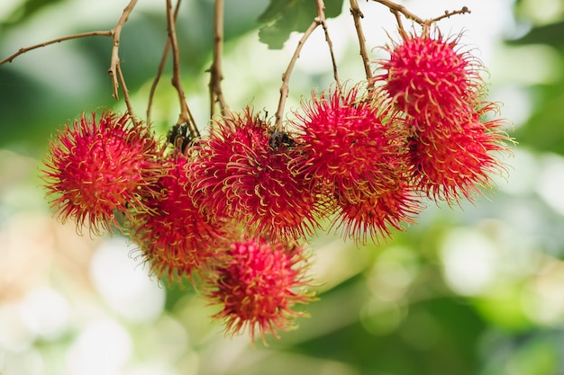 Foto ramboetan aan de boom is een zoete vrucht die veel mensen graag populair in thailand