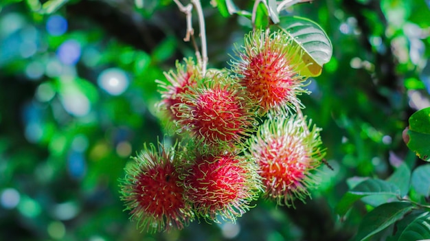 Ramboetan, een kleurrijke vrucht die aangenaam is om te eten Een vrucht die populair is bij Aziaten, tropisch fruit, cris