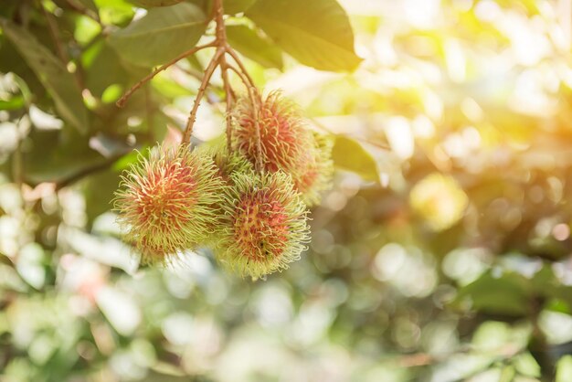 ramboetan, negrito, semang, zoet Thais fruit