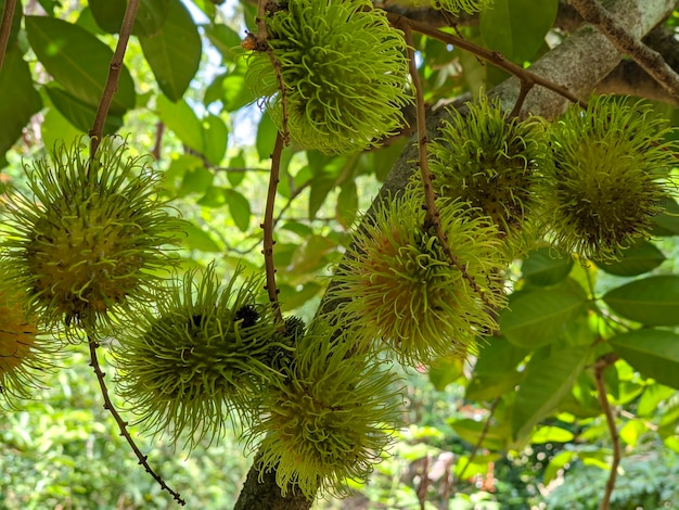 A rambutan fruit on the tree