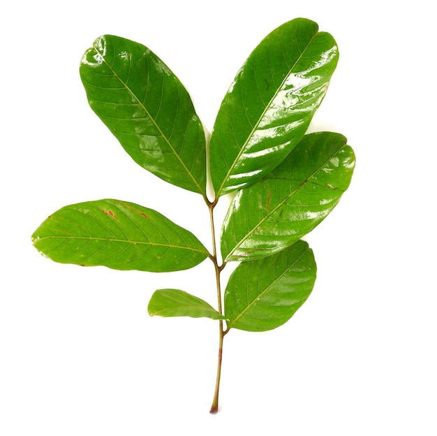 Rambutan leaves isolated on a white background