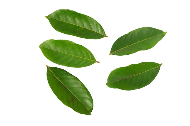 Rambutan leaves isolated on a white background