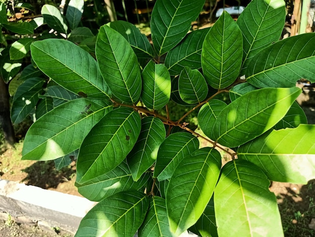 A rambutan tree with green leaves and the sun shining on it