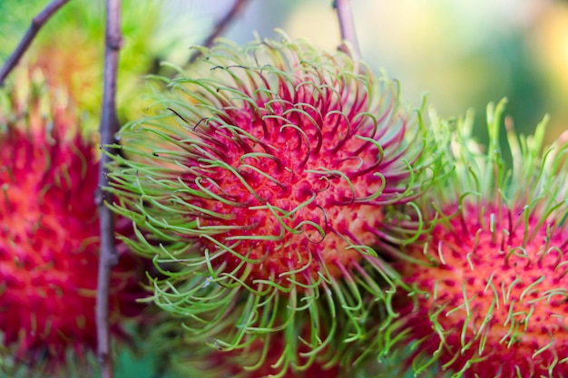 Rambutan