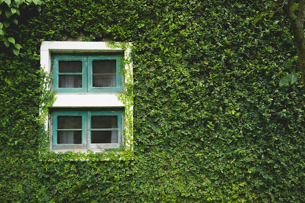 Ramen van huis bedekt met natuurlijke groene klimop bladeren