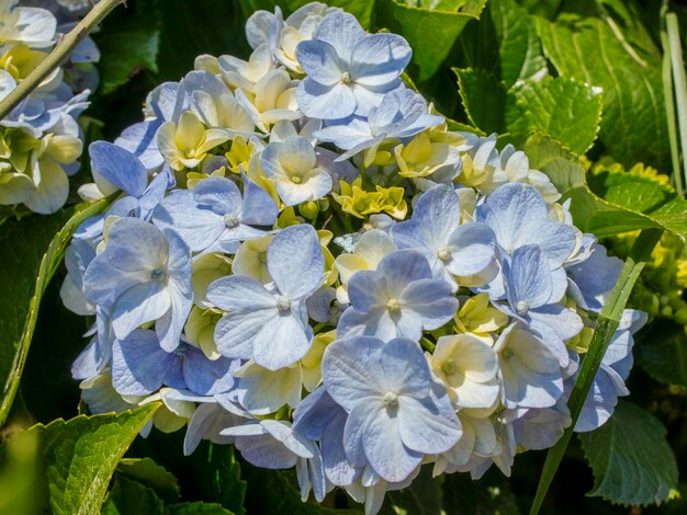 Photo ramo de flores azules silvestres