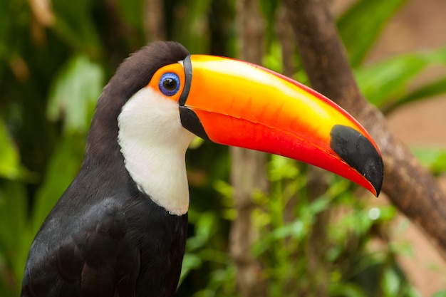 Ramphastos toco - toekan