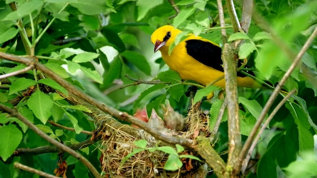 Foto ramphastos uccello tropicale panama tucano amazzonico dalla testa gialla uccello tucani