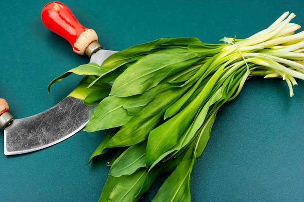 Ramson bunch of wild garlic