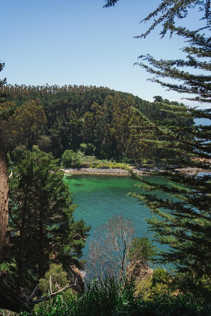 사진 나무를 통해 볼 수 있는 라문초 해변 주변 지역 hualpen bio bio 칠레
