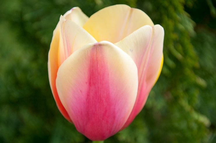 ranbow tulp