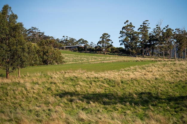 ranch farming landscape with rolling hills and cows in fields in Australia