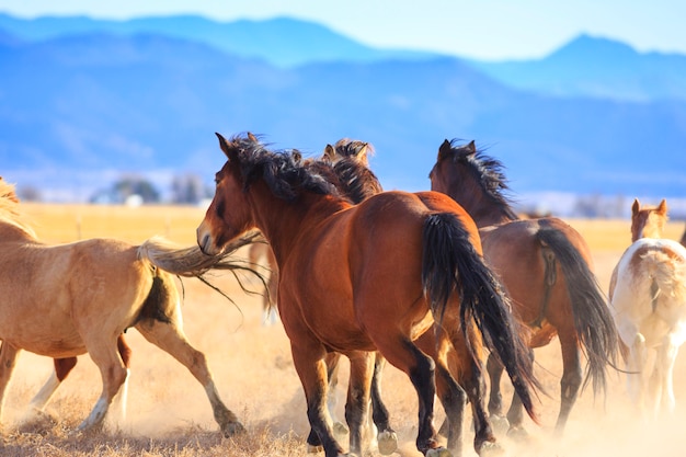 Photo ranch horses gallop away