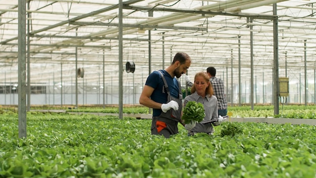 Rancher man legt gecultiveerde groene groenten uit aan agronoom zakenvrouw die landbouwproductie typt op laptop die in kasplantage werkt. Boer oogst verse biologische salades