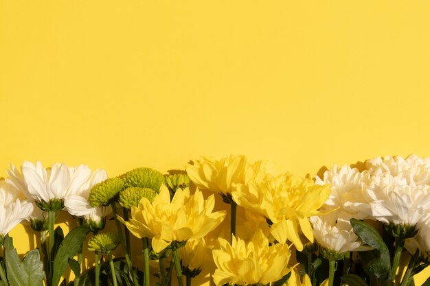 Rand van gele en witte chrysanten op een gele achtergrond