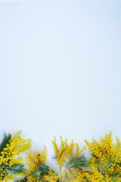 Rand van gele mimosa bloemen op een blauwe achtergrond met kopie ruimte Vakantiekaart Pasen verjaardag