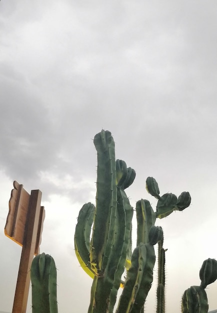 Fotografia casuale e pulita di un cactus finto in una giornata