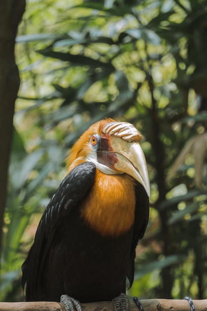 ランコン鳥はインドネシア固有の鳥です。彼らはエキゾチックで、インドネシアのパプアから保護されています。