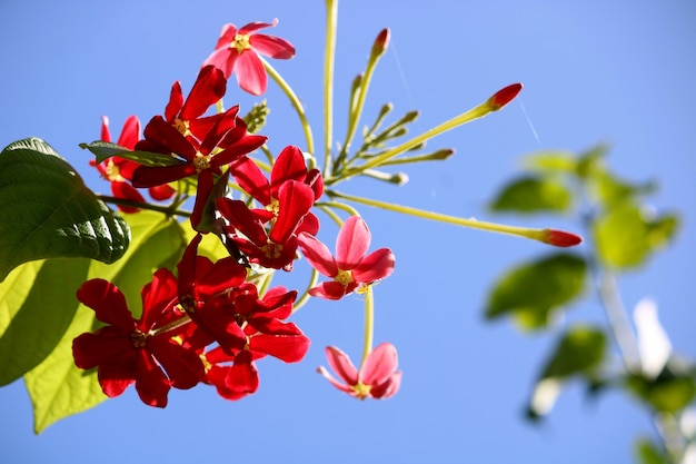 Rangoon Creeper flowers with copyspace