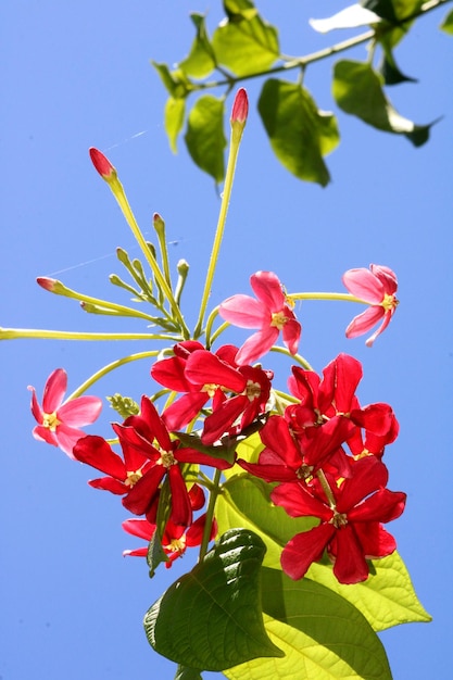 Rangoon Creeper flowers with copyspace