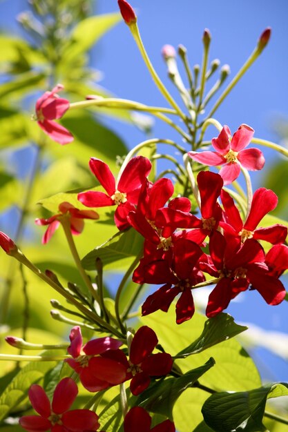 Rangoon Creeper flowers with copyspace