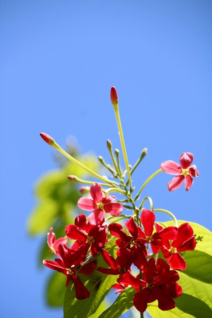 Rangoon Creeper flowers with copyspace