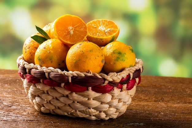 Rangpur lime, or limao cravo in Portuguese, covered with ripe fruits.