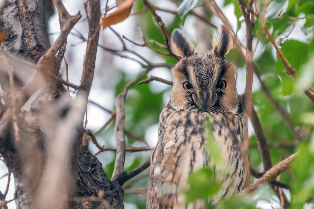 Ransuil zittend op een boom (Asio otus)