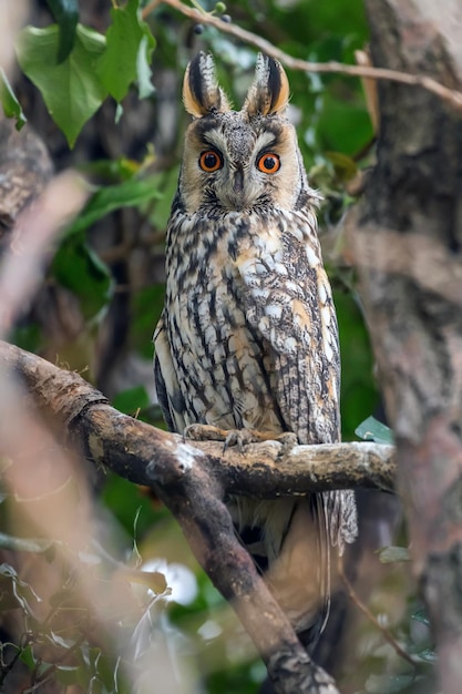 Ransuil zittend op een boom (asio otus)