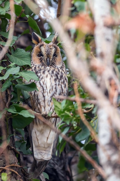 Ransuil zittend op een boom (asio otus)