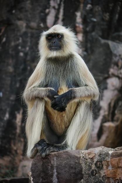 사진 란탐보어 국립공원 사와이 마도푸르 라자스탄 인도