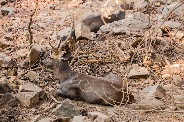 ランタンボア国立公園サワイマドプールラジャスタン州インド