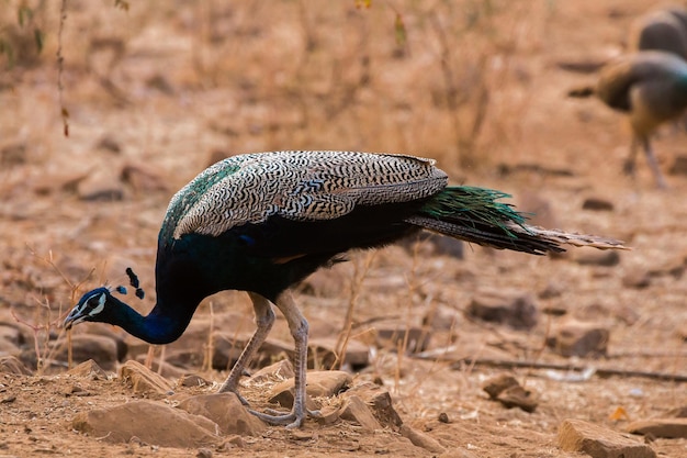 Ranthambhore National Park Sawai Madhopur Rajasthan India