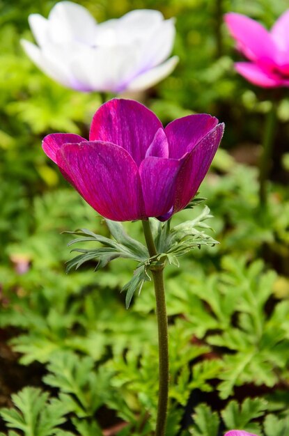 Ranunculus asiaticus Boterbloem