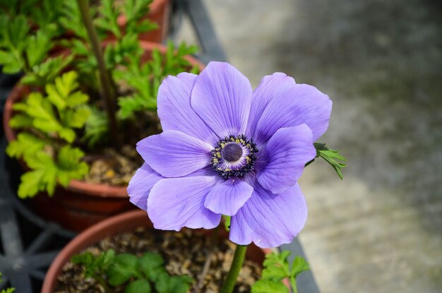 Ranunculus asiaticus Buttercup