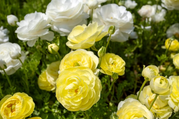 庭のランンキュルス・アシアティカスの花