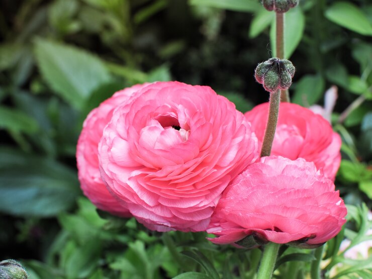 Ranunculus Asiaticus Pink in de rozentuin.