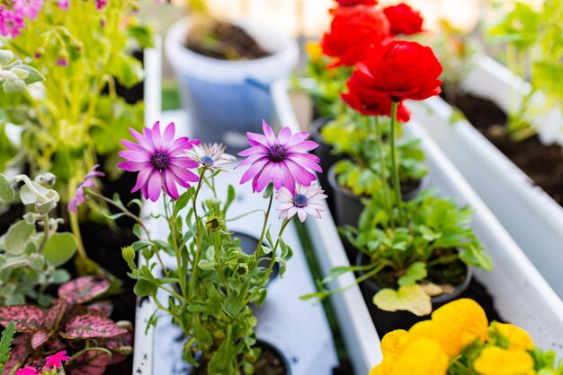 Ranunculus Cineraria and Osteospermum flowers in white pots