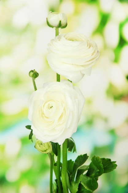 Ranunculus (persian buttercups), on green background