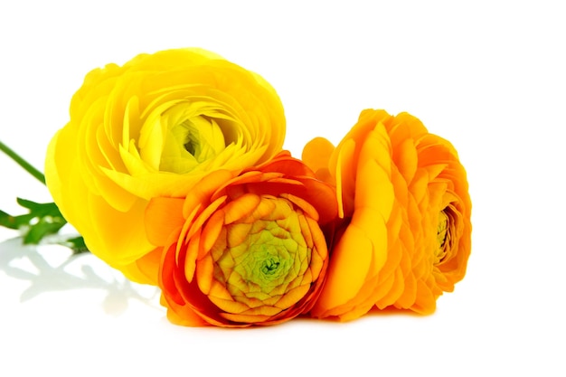 Ranunculus (persian buttercups), isolated on white