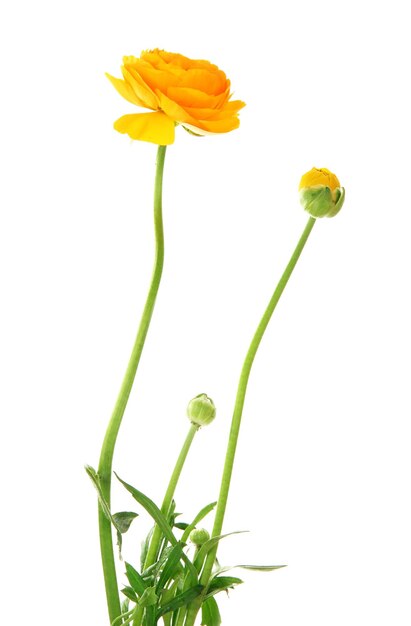 Ranunculus (persian buttercups), isolated on white