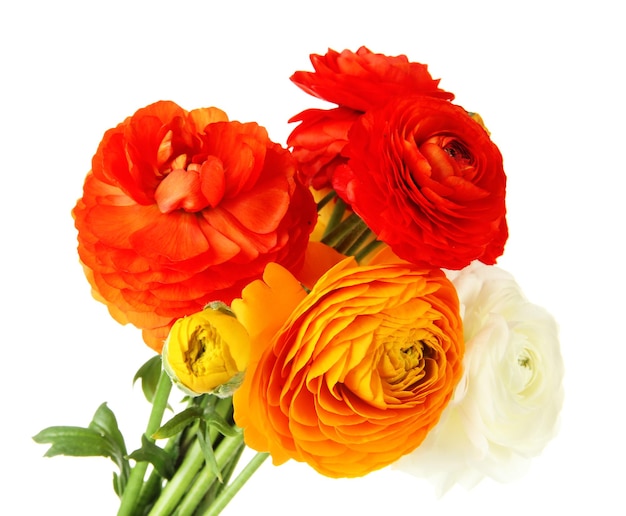 Ranunculus (персидские лютики), изолированные на белом