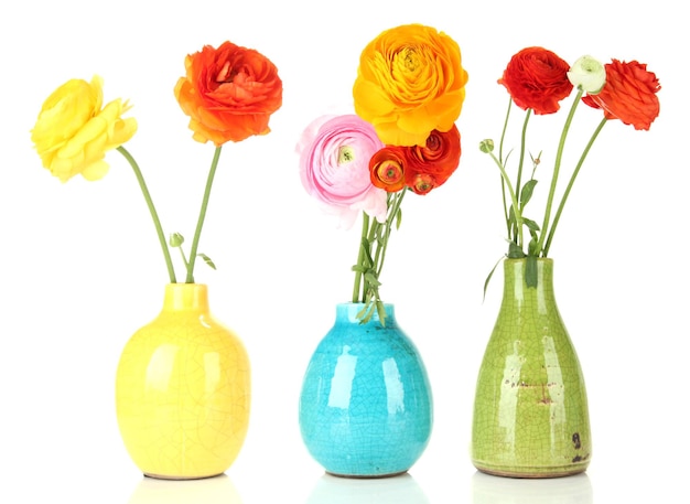 Ranunculus (persian buttercups) in vases, isolated on white