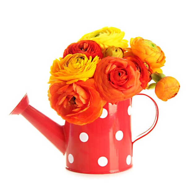 Ranunculus (persian buttercups) in watering can, isolated on white
