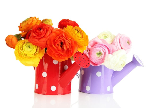 Ranunculus (persian buttercups) in watering cans, isolated on white