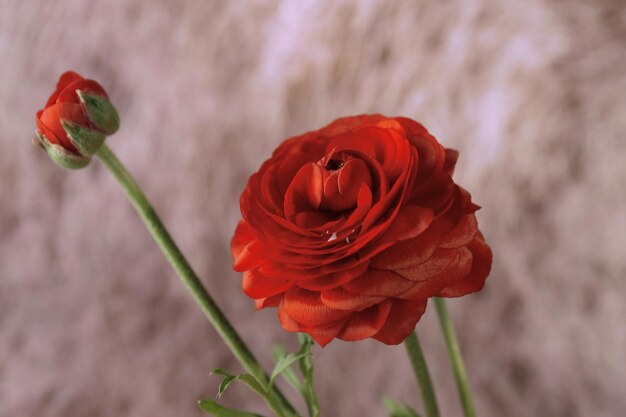 Ranunculus (Perzische boterbloemen), op gekleurde achtergrond