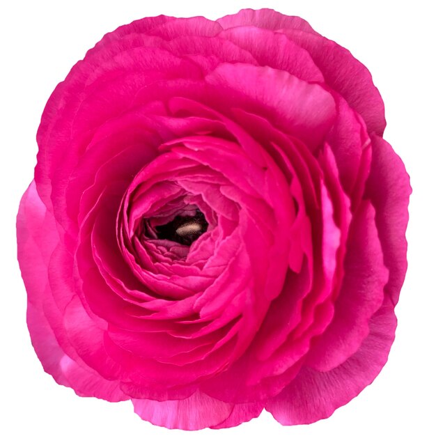 Лютик розовый цветок на белом фоне