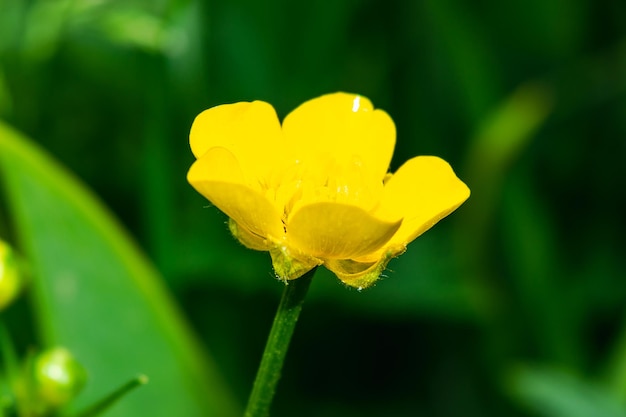 Ranunculus repens kruipende ranunculus Een plant met kleurrijke gele bloemen Natuurlijke achtergrond met selectieve focus